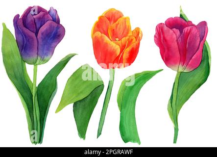 Aquarelle Tulpen, Blüten und grüne Blätter isoliert. Botanik Illustration von blauen, rosa, orangefarbenen Tulpen Frühlingsblumen in natürlichem Stil. Stockfoto