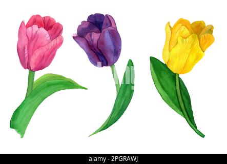 Aquarelle Tulpen, Blüten und grüne Blätter isoliert. Botanik Illustration von blauen, rosa, orangefarbenen Tulpen Frühlingsblumen in natürlichem Stil. Stockfoto