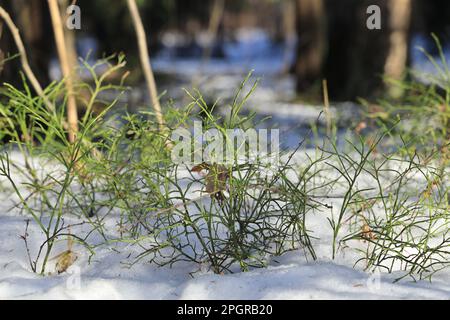 An einem sonnigen Morgen schießt die grüne Blaubeere im Frühling auf einem wunderschönen, verschwommenen Hintergrund in den Schnee Stockfoto