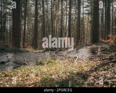 Ein schöner Bach fließt durch einen alpinen Wald. Stockfoto