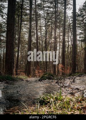 Ein schöner Bach fließt durch einen alpinen Wald. Stockfoto