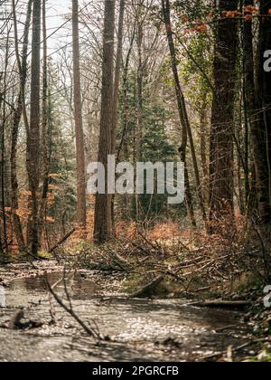 Ein schöner Bach fließt durch einen alpinen Wald. Stockfoto