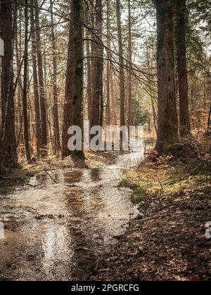 Ein schöner Bach fließt durch einen alpinen Wald. Stockfoto