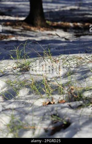 An einem Marschmorgenmarsch im schmelzenden Schnee unter der Frühlingssonne Stockfoto