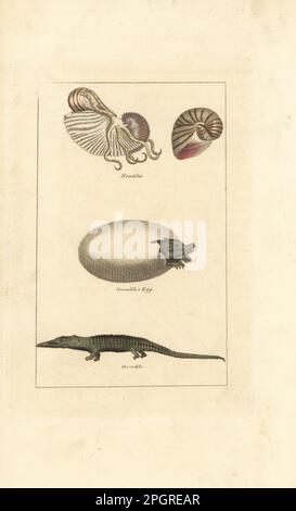 nautilus, Nautilus pompilius und Muschel. Krokodil und Jungtiere, die aus zerbrochenen Eierschalen hervorgehen, Nilkrokodil, Crocodylus niloticus. Handfarbene Kupferplatte mit Gravur nach Jacques de Seve aus James Smith Barrs Ausgabe von Comte Buffon's Natural History, A Theory of the Earth, General History of man, Brute Creation, Gemüse, Minerals, T. Gillet, H. D. Symonds, Paternoster Row, London, 1808. Stockfoto