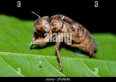 Geschwungenes Exoskelett (Exsudae) aus Cicada, Familie Cicadidae, nach Ekdyse auf Blättern, Klungkung, Bali, Indonesien Stockfoto