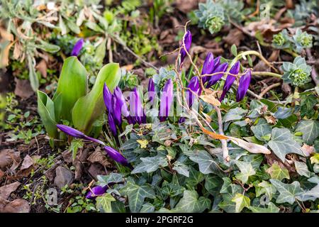 Malerisches Blumenbeet mit grünen Pflanzen und violetten Krokussen im Frühling von der Seite Stockfoto