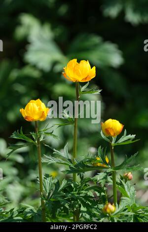 Trollius cultorum Orange Crest, Globusblume Orange Crest, ganzjährig mit goldorangefarbenen Blumen Stockfoto