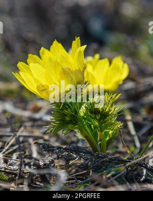 Gelbes Fasanauge oder Adonis vernalis blühen in der Natur im Frühling Stockfoto