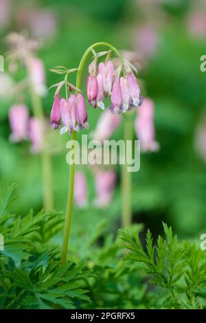 Blutende Herzen Stuart Boothman, Dicentra Boothmans Sorte, mehrjährige, bogenförmige Sprays tiefrosa Blumen Stockfoto