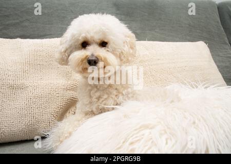 hypoallergener Pudelhund, der auf einem Sofa sitzt Stockfoto
