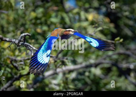 Die lilafarbene Walze fliegt im Sonnenschein vorbei am Laub Stockfoto