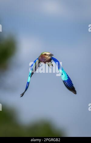 Die lilafarbene Walze fliegt an Bäumen vorbei, die Flügel senken Stockfoto