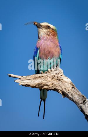 Lilafarbene Walze auf totem Ast, die Insekten hält Stockfoto