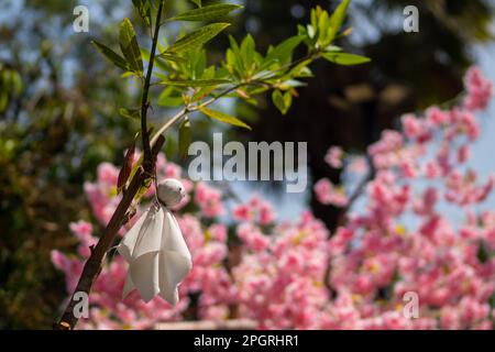 Eine Regenpuppe, die über einem Kirschblütenbaum hängt Stockfoto