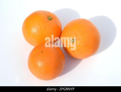 Orangenbaum, Citrus sinensis, ist eine exotische Frucht, die auch als Duftgeber verwendet wird. Orange, Baum, Citrus sinensis, ist ein Exot Stockfoto