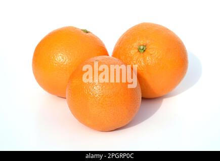 Orangenbaum, Citrus sinensis, ist eine exotische Frucht, die auch als Duftgeber verwendet wird. Orange, Baum, Citrus sinensis, ist ein Exot Stockfoto