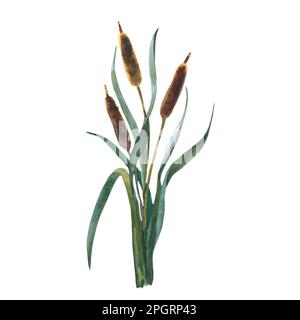 Aquarell-Schilf mit isolierten Blättern auf weißem Hintergrund. Mit der Hand Isolaterd auf weißem Hintergrund malen. Stockfoto