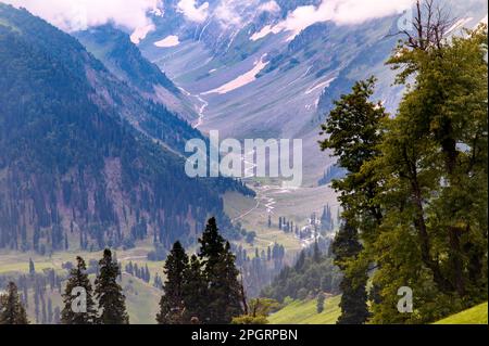 Landschaft in den Bergen. Panoramablick von der Spitze von Sonmarg, Kaschmir-Tal in der Himalaya-Region. Ruhige Wiesen, Alpenbäume, Wildblumen. Stockfoto