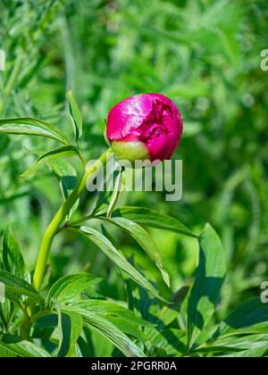 Nahaufnahme von roter blühender Pfingstrose, Paeonia Stockfoto