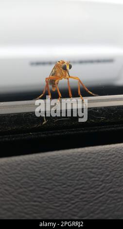 Ein vertikales Nahtbild von Diogmites neoternatus, einer Räuberfliegenart in der Familie Asilidae. Stockfoto