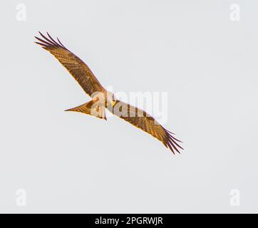 Gelbschnabel-Drachen im Flug Stockfoto