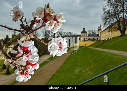 Neuzelle, Deutschland. 24. März 2023. Ein Aprikosenbaum blüht im Klostergarten der Neuzelle Abbey Foundation mit der protestantischen Kirche Neuzelle im Hintergrund. Die Abtei Neuzelle, etwa zehn Kilometer südlich von Eisenhüttenstadt, ist das einzige vollständig erhaltene Zisterzienserkloster in Brandenburg, einschließlich des Geländes, und eine der wenigen unzerstörten Klosterkomplexe in Deutschland und Europa. Kredit: Patrick Pleul/dpa/Alamy Live News Stockfoto