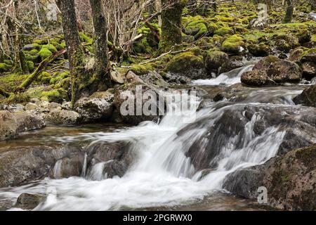 Combe Gill, Borrowdale, Lake District, Cumbria, Großbritannien Stockfoto