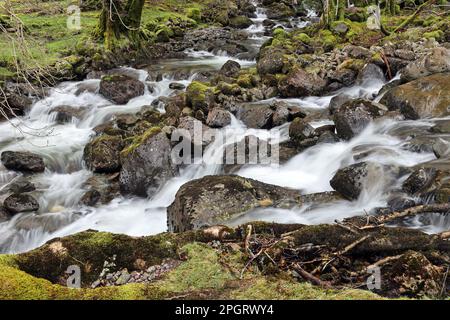 Combe Gill, Borrowdale, Lake District, Cumbria, Großbritannien Stockfoto