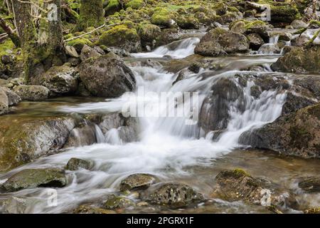 Combe Gill, Borrowdale, Lake District, Cumbria, Großbritannien Stockfoto