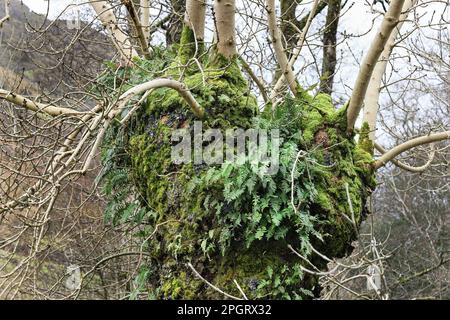 Bewachsener, reifer Aschebaum (Fraxinus excelsior), bedeckt mit Farnen, Flechten und Mosses. Solche Bäume schaffen einen Lebensraum für viele Arten von Fauna, wirbellose Stockfoto