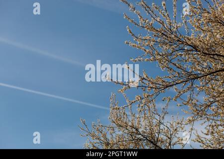 Weiße, fröhliche Bäume blühen auf einem Ast vor blauem Himmel und Flugzeugpfaden Stockfoto