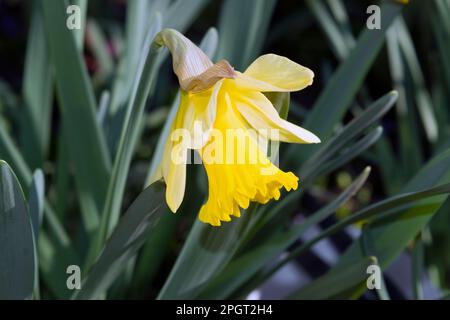 Narzisse, Pseudonarzisse, wilde Narzissen oder Lilien sind eine mehrjährige blühende, bulbusartige Pflanze, die in der Regel hellgelbe Blüten trägt. Stockfoto