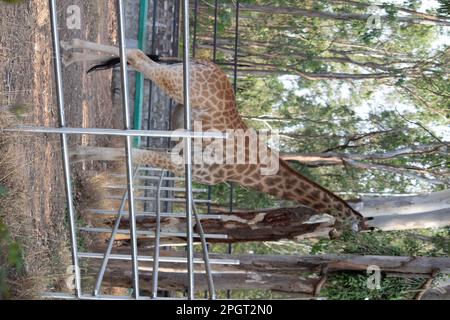 Giraffe im Bannerghatta-Nationalpark Bangalore im Zoo. Forest Wildlife Sanctuaries in Karnataka India Stockfoto