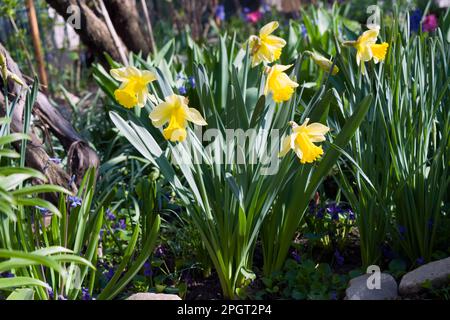 Narzisse, Pseudonarzisse, wilde Narzissen oder Lilien sind eine mehrjährige blühende, bulbusartige Pflanze, die in der Regel hellgelbe Blüten trägt. Stockfoto