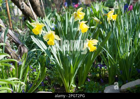 Narzisse, Pseudonarzisse, wilde Narzissen oder Lilien sind eine mehrjährige blühende, bulbusartige Pflanze, die in der Regel hellgelbe Blüten trägt. Stockfoto