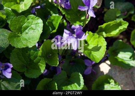 Viola odorata, ein kleines hartes, mehrjähriges Kraut, auch bekannt als Holzviolett, süß, englisch, gewöhnliches Violett, Blumenviolett oder Gartenviolett. Stockfoto