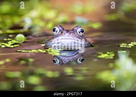 Gemeiner Frosch (Rana temporaria) im Spiegel des Gartenteichs - Großbritannien Stockfoto