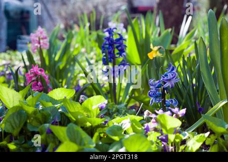 Nahaufnahme der Natur mit frischen Frühlingsblumen im Garten: Blauflächen, Hyazinthen, Narzissen, grüne Blätter, die Sonne scheint sanft auf sie. Stockfoto