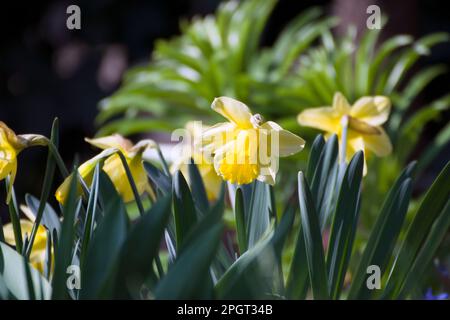 Narzisse, Pseudonarzisse, wilde Narzissen oder Lilien sind eine mehrjährige blühende, bulbusartige Pflanze, die in der Regel hellgelbe Blüten trägt. Stockfoto