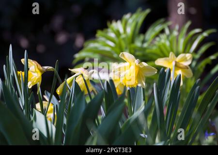 Narzisse, Pseudonarzisse, wilde Narzissen oder Lilien sind eine mehrjährige blühende, bulbusartige Pflanze, die in der Regel hellgelbe Blüten trägt. Stockfoto