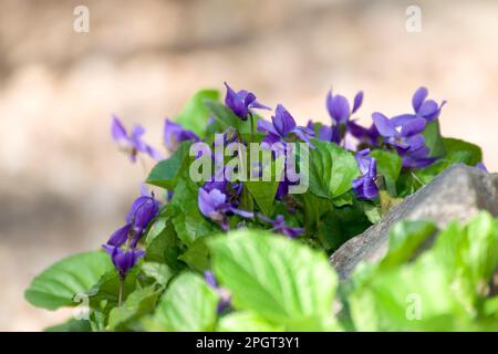 Viola odorata, ein kleines hartes, mehrjähriges Kraut, auch bekannt als Holzviolett, süß, englisch, gewöhnliches Violett, Blumenviolett oder Gartenviolett. Stockfoto