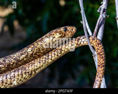 Nahaufnahme einer südafrikanischen Cape Cobra (Naja nivea)-Schlange, bekannt für ihr gefährliches Gift Stockfoto