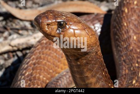 Nahaufnahme einer Cape Cobra (Naja nivea)-Schlange aus Südafrika. Gefährlich giftig Stockfoto