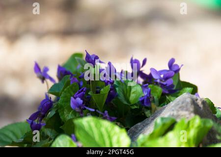 Viola odorata, ein kleines hartes, mehrjähriges Kraut, auch bekannt als Holzviolett, süß, englisch, gewöhnliches Violett, Blumenviolett oder Gartenviolett. Stockfoto