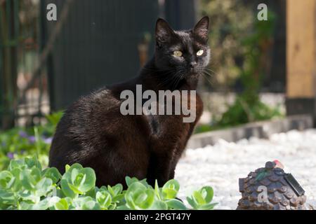 Die hübsche schwarze Katze steht im Garten und genießt einen schönen Frühlingstag. Seidig glattes schwarzes Fell, das in der Sonne glänzt. Stockfoto