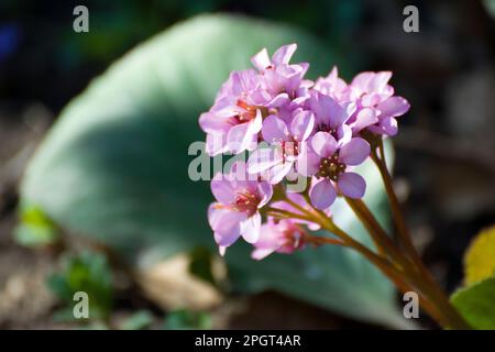 Bergenia cordifolia, Elefantenohren, große Steinfolie, immergrüne Blütenpflanze mit einer spiralförmig angeordneten Rosette aus Blättern und rosa kleinen Blumen. Stockfoto