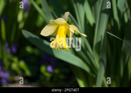 Narzisse, Pseudonarzisse, wilde Narzissen oder Lilien sind eine mehrjährige blühende, bulbusartige Pflanze, die in der Regel hellgelbe Blüten trägt. Stockfoto