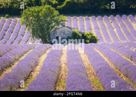 Verfallene Steinscheune im Lavendelfeld, nahe Sault, Provence-Alpes-Cote d'Azur, Provence, Frankreich Stockfoto