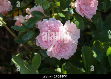 Rosa Blumen einer Strauchrose Stockfoto